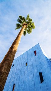 Preview wallpaper palm tree, building, sky