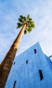 Preview wallpaper palm tree, building, sky