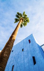 Preview wallpaper palm tree, building, sky