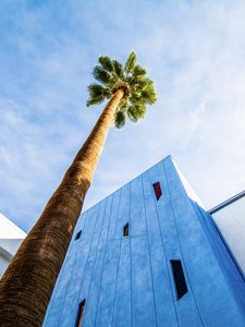 Preview wallpaper palm tree, building, sky