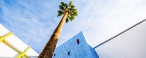 Preview wallpaper palm tree, building, sky