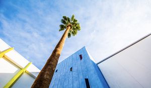 Preview wallpaper palm tree, building, sky