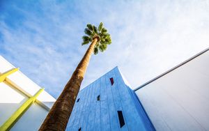 Preview wallpaper palm tree, building, sky