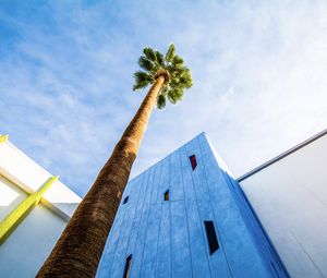 Preview wallpaper palm tree, building, sky