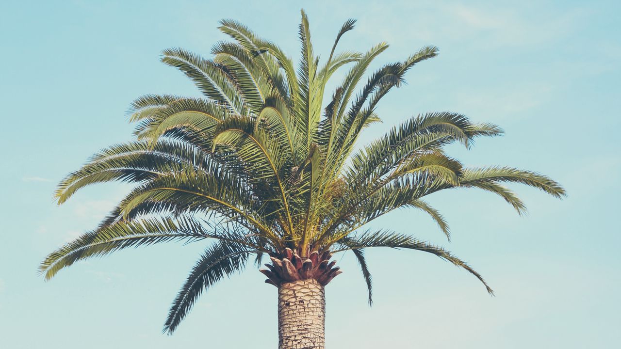 Wallpaper palm tree, building, sky, minimalism