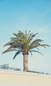 Preview wallpaper palm tree, building, sky, minimalism