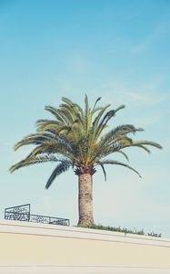 Preview wallpaper palm tree, building, sky, minimalism