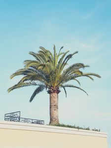 Preview wallpaper palm tree, building, sky, minimalism