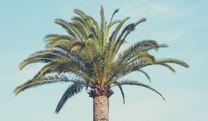 Preview wallpaper palm tree, building, sky, minimalism