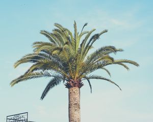 Preview wallpaper palm tree, building, sky, minimalism