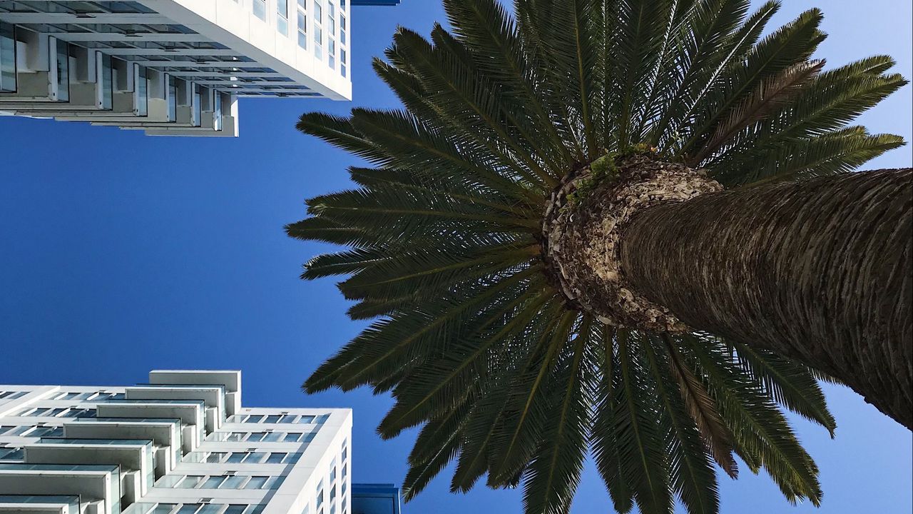 Wallpaper palm tree, buildings, sky, bottom view