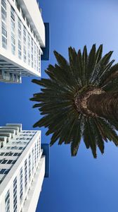 Preview wallpaper palm tree, buildings, sky, bottom view