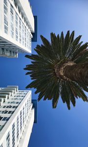 Preview wallpaper palm tree, buildings, sky, bottom view