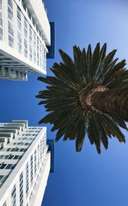 Preview wallpaper palm tree, buildings, sky, bottom view