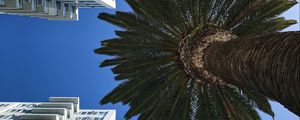 Preview wallpaper palm tree, buildings, sky, bottom view