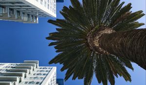 Preview wallpaper palm tree, buildings, sky, bottom view