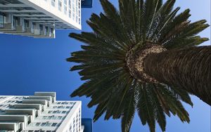 Preview wallpaper palm tree, buildings, sky, bottom view