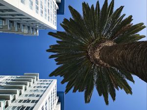 Preview wallpaper palm tree, buildings, sky, bottom view