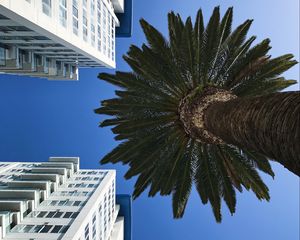 Preview wallpaper palm tree, buildings, sky, bottom view