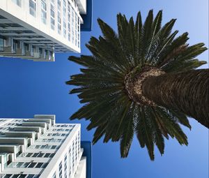 Preview wallpaper palm tree, buildings, sky, bottom view