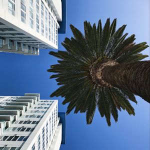 Preview wallpaper palm tree, buildings, sky, bottom view