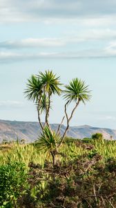 Preview wallpaper palm, tree, bushes, mountains, distance