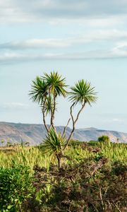 Preview wallpaper palm, tree, bushes, mountains, distance