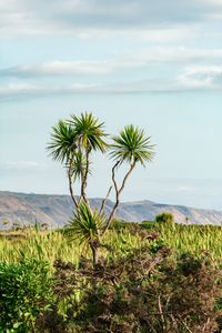 Preview wallpaper palm, tree, bushes, mountains, distance