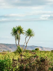 Preview wallpaper palm, tree, bushes, mountains, distance