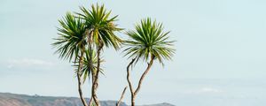 Preview wallpaper palm, tree, bushes, mountains, distance