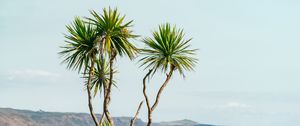 Preview wallpaper palm, tree, bushes, mountains, distance