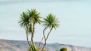 Preview wallpaper palm, tree, bushes, mountains, distance