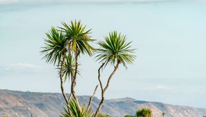 Preview wallpaper palm, tree, bushes, mountains, distance