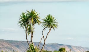 Preview wallpaper palm, tree, bushes, mountains, distance