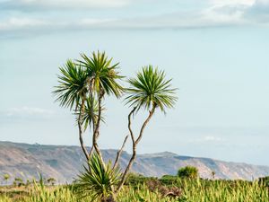 Preview wallpaper palm, tree, bushes, mountains, distance