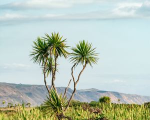 Preview wallpaper palm, tree, bushes, mountains, distance