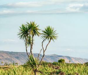 Preview wallpaper palm, tree, bushes, mountains, distance