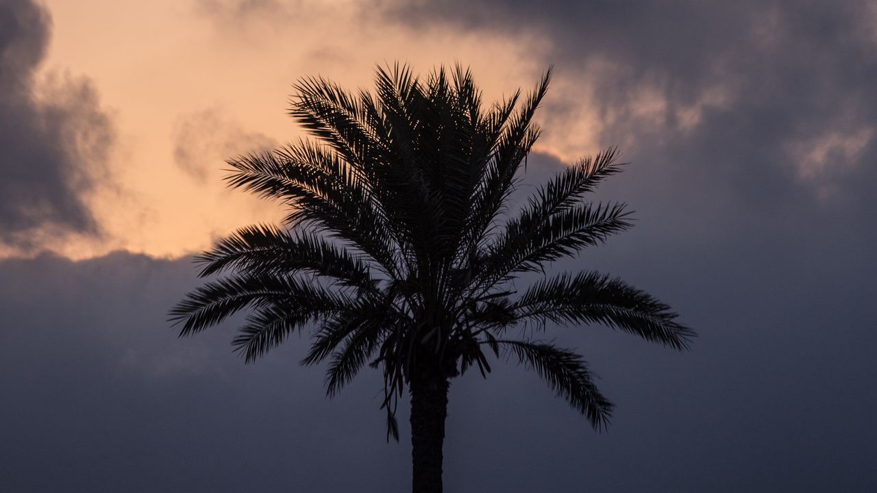 Wallpaper palm tree, clouds, twilight, dark hd, picture, image