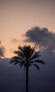 Preview wallpaper palm tree, clouds, twilight, dark