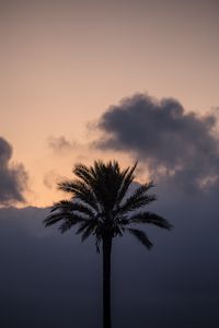 Preview wallpaper palm tree, clouds, twilight, dark