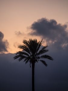 Preview wallpaper palm tree, clouds, twilight, dark