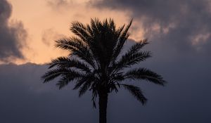Preview wallpaper palm tree, clouds, twilight, dark