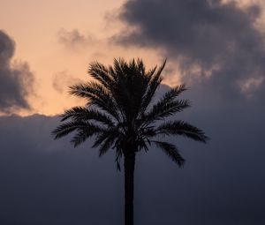 Preview wallpaper palm tree, clouds, twilight, dark