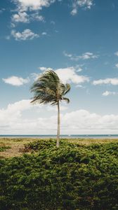 Preview wallpaper palm, tree, coast, tropics, nature