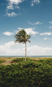 Preview wallpaper palm, tree, coast, tropics, nature