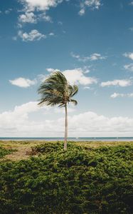 Preview wallpaper palm, tree, coast, tropics, nature