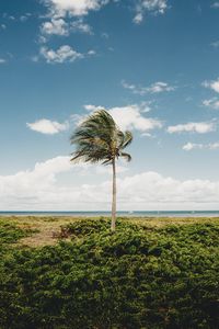 Preview wallpaper palm, tree, coast, tropics, nature