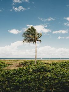 Preview wallpaper palm, tree, coast, tropics, nature