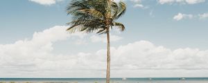 Preview wallpaper palm, tree, coast, tropics, nature