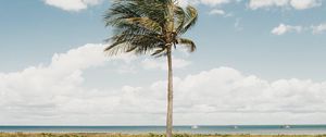 Preview wallpaper palm, tree, coast, tropics, nature